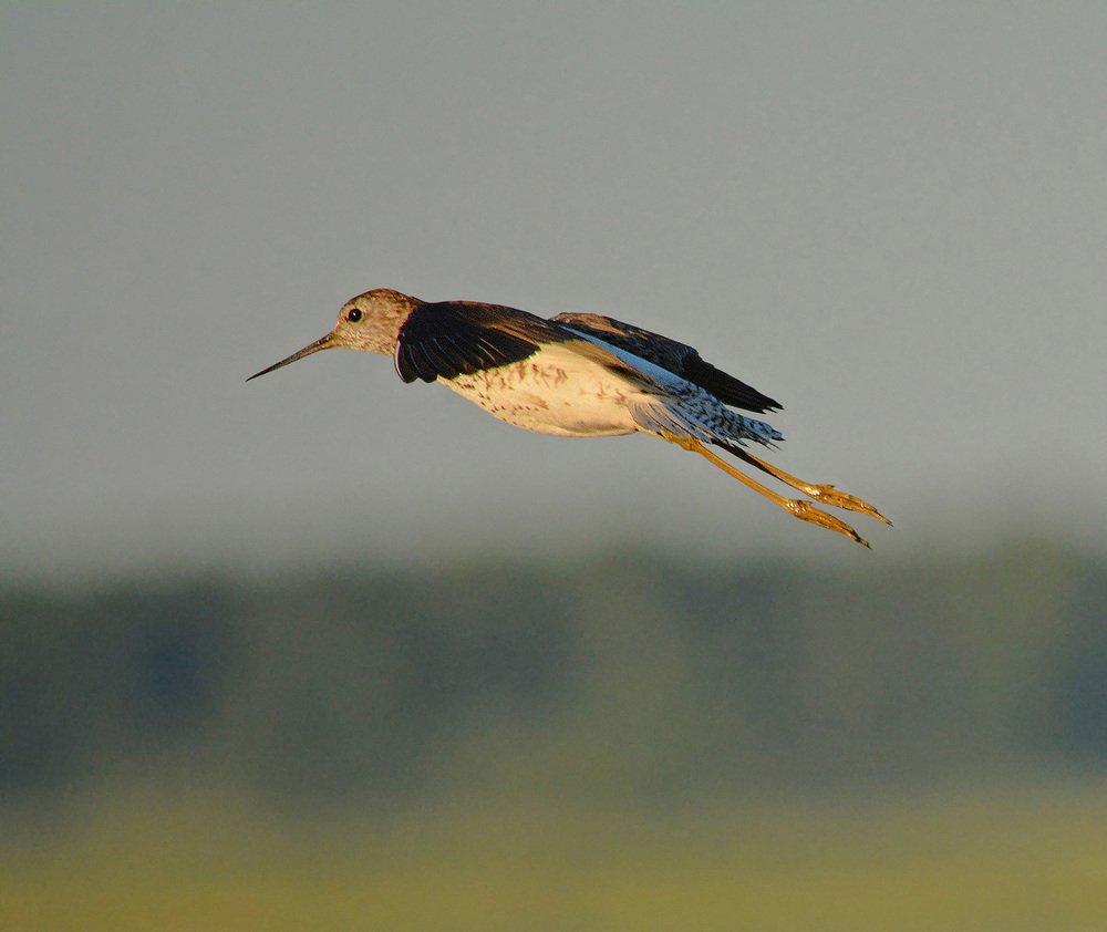 Полет кулика