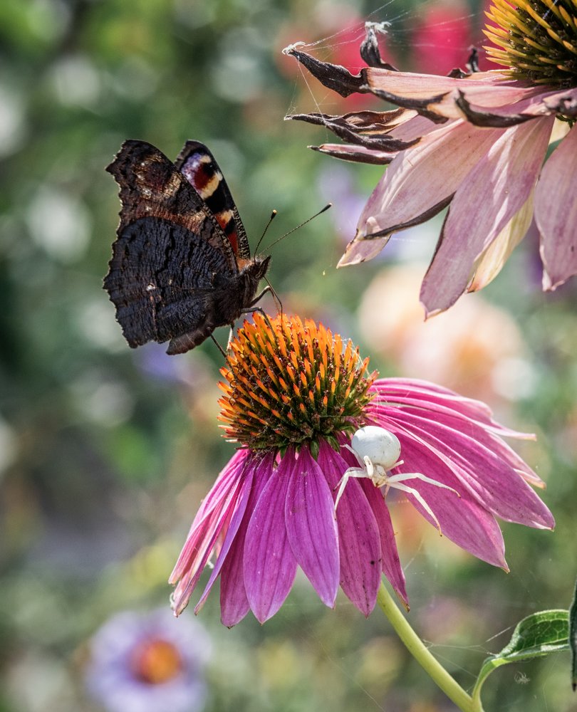 Photograph by Галина Нечипорук