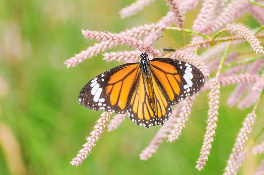 Photograph by Vivek Gogoi