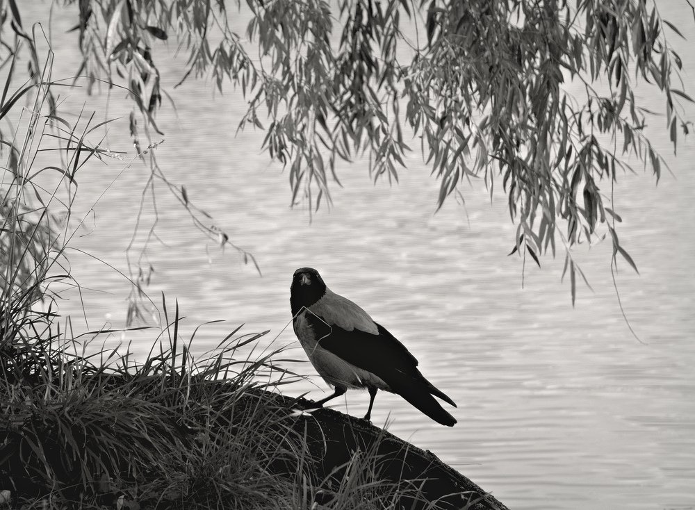 Свободный и гордый...