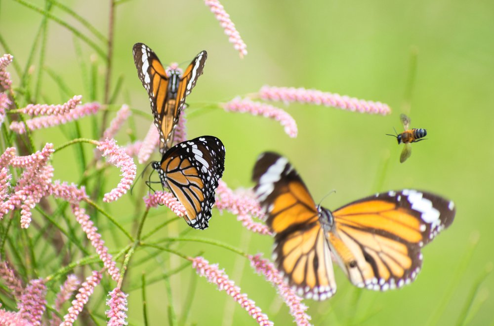 Photograph by Vivek Gogoi
