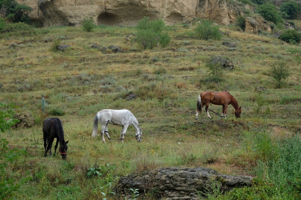 Photograph by Михаил Серебренников