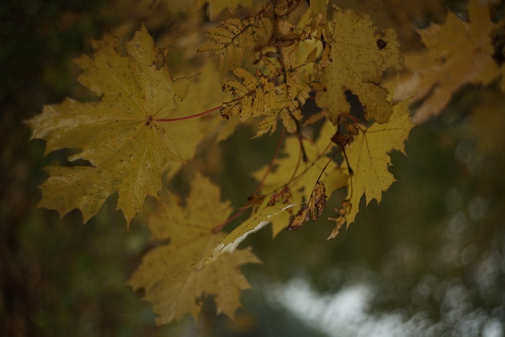 Золото осени