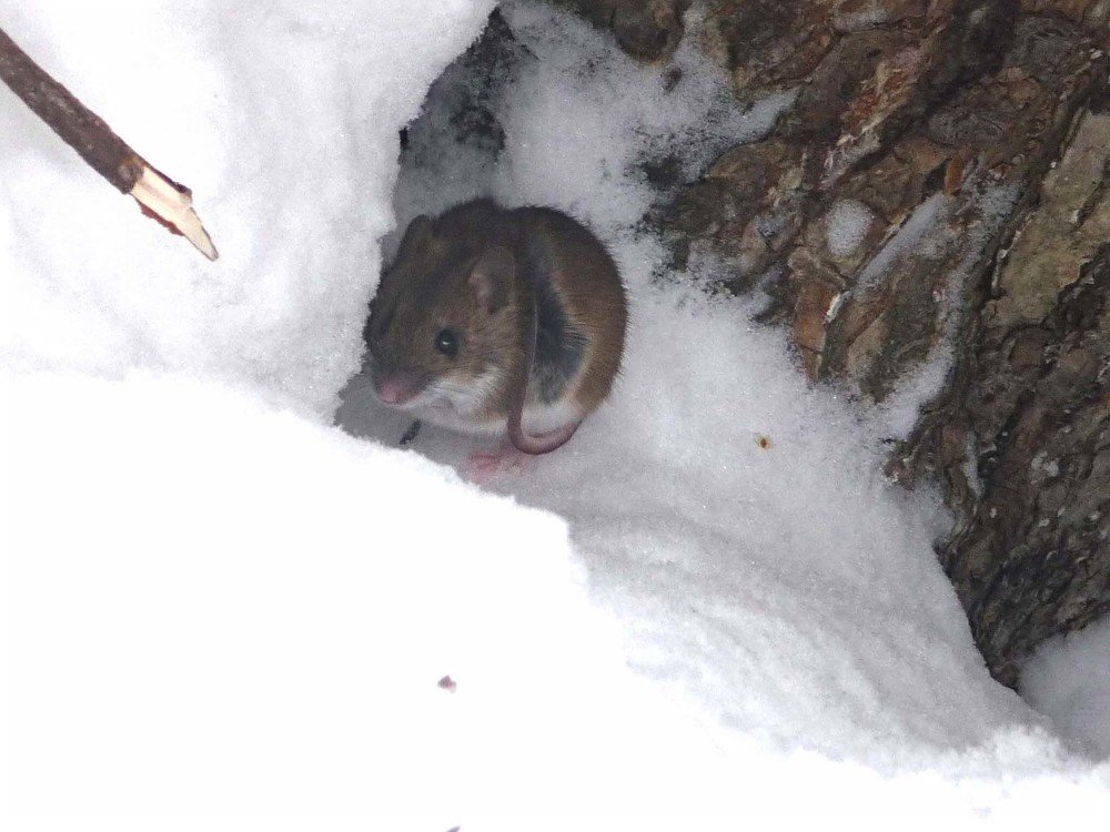 Фотография автора Клавдия Васильева