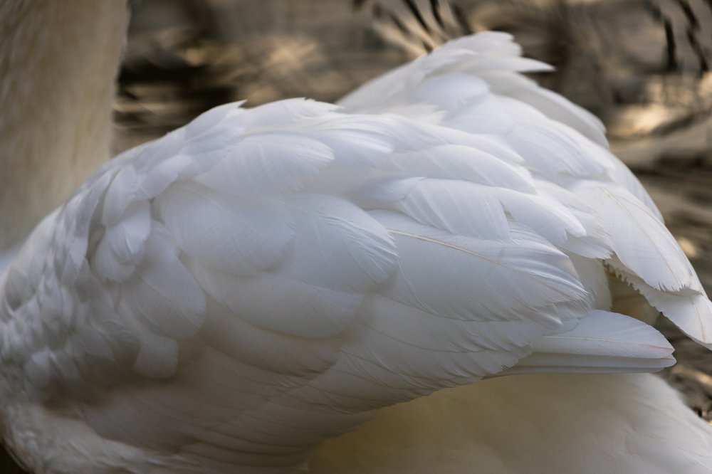 Photograph by Oleksandr Troitskyi