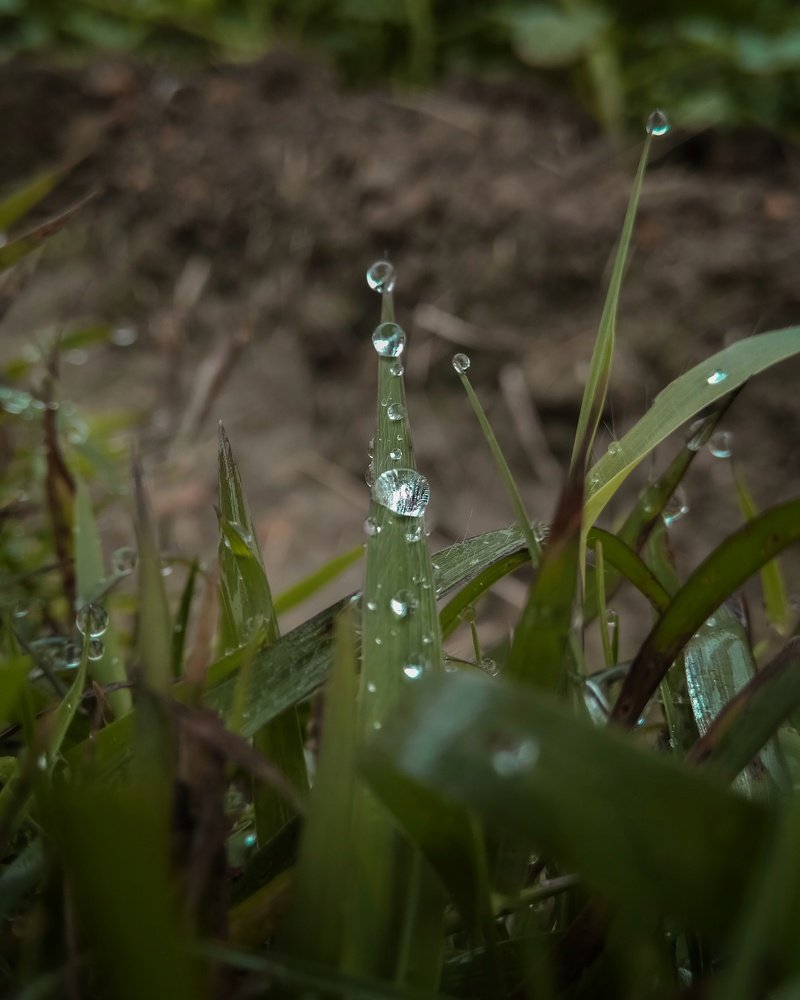 Dew Drop