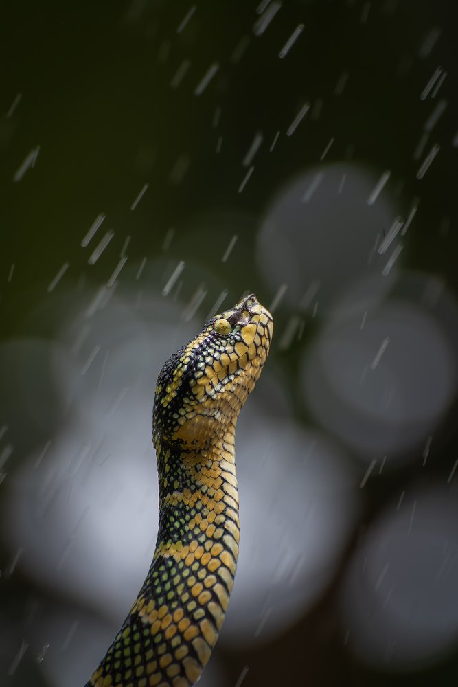 Photograph by Dikky Oesin