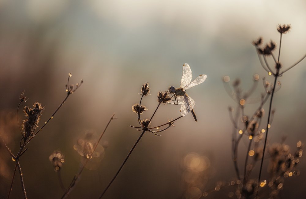 Фотография автора Григорий Крамаренко