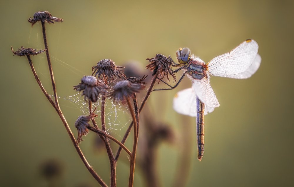 Фотография автора Григорий Крамаренко