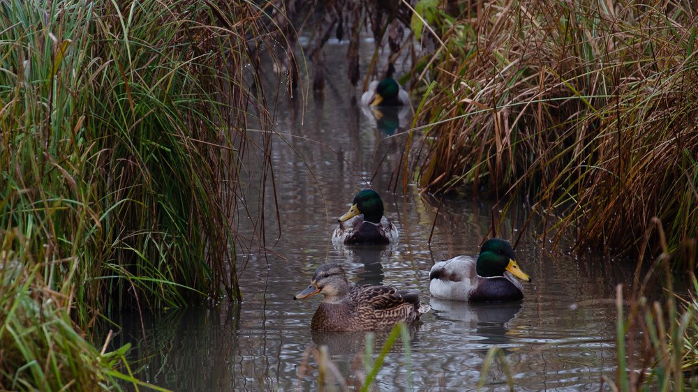 Фотография автора Дмитрий Войнов