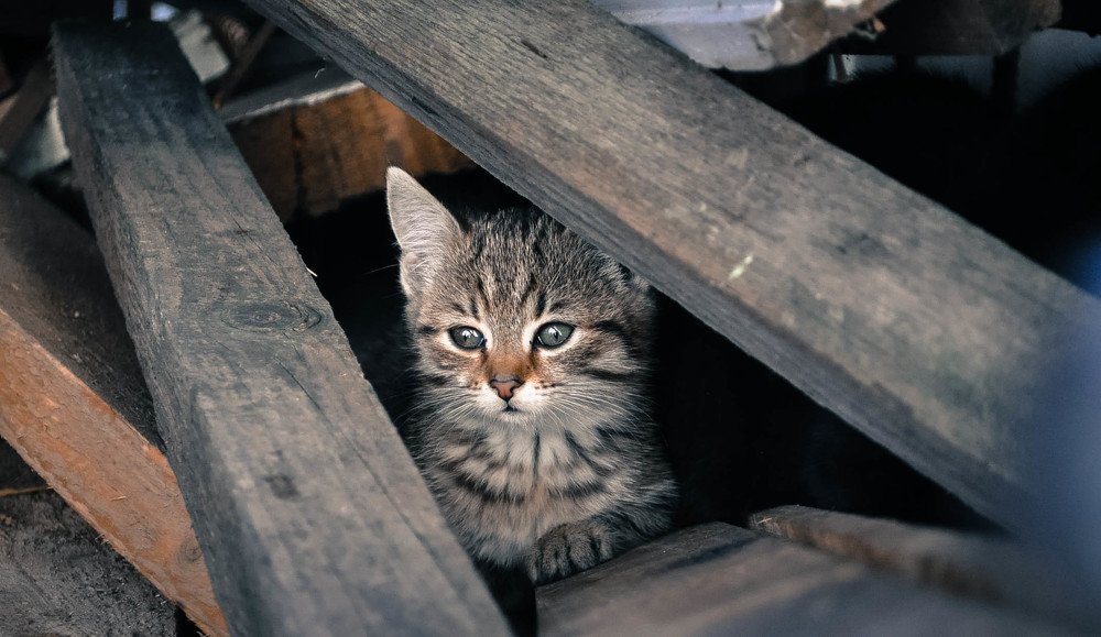 Photograph by Антонина Вишневская