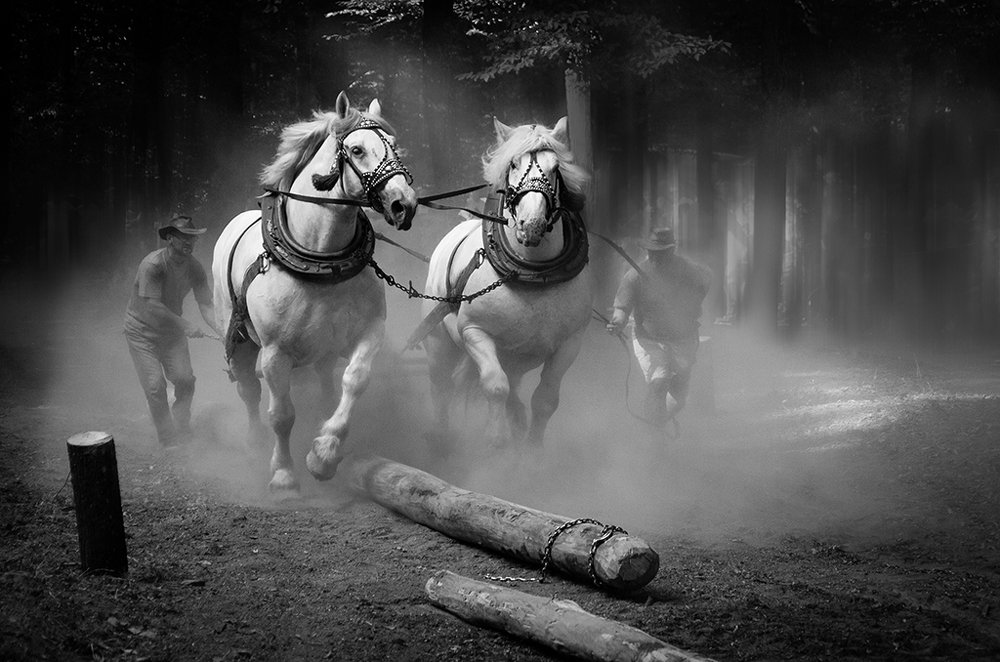 Horses logging