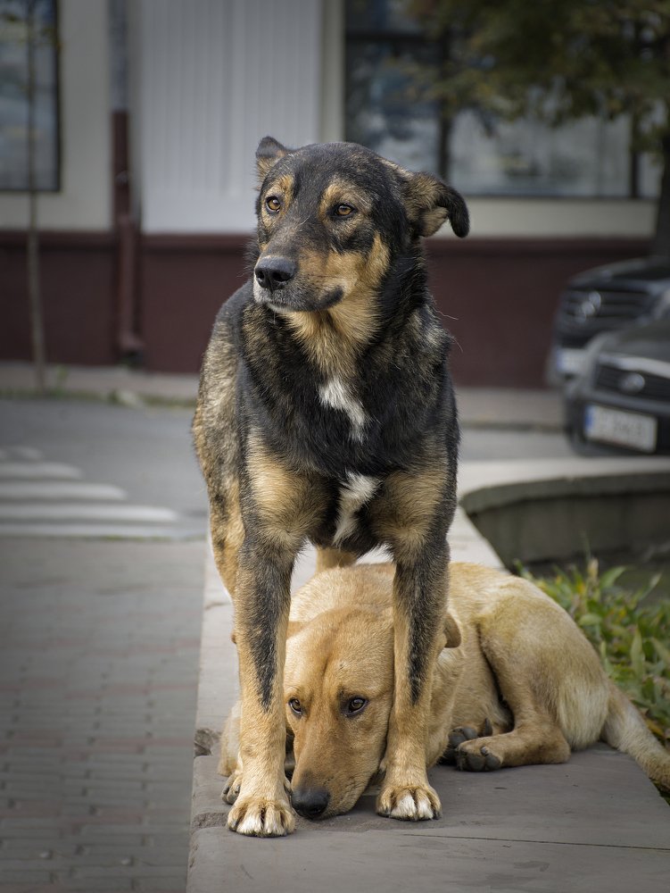 Телохранитель.