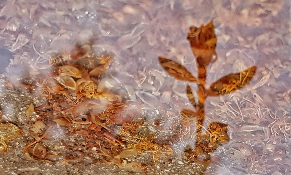 Отражение в луже