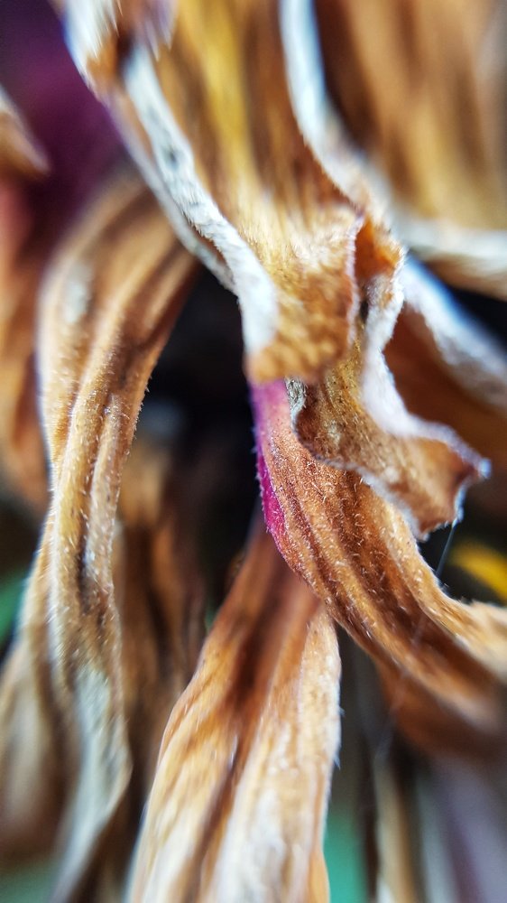 Абстракция из сухих листьев