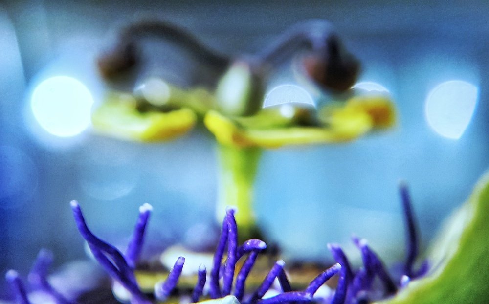 Пассифлора или цветок Христа