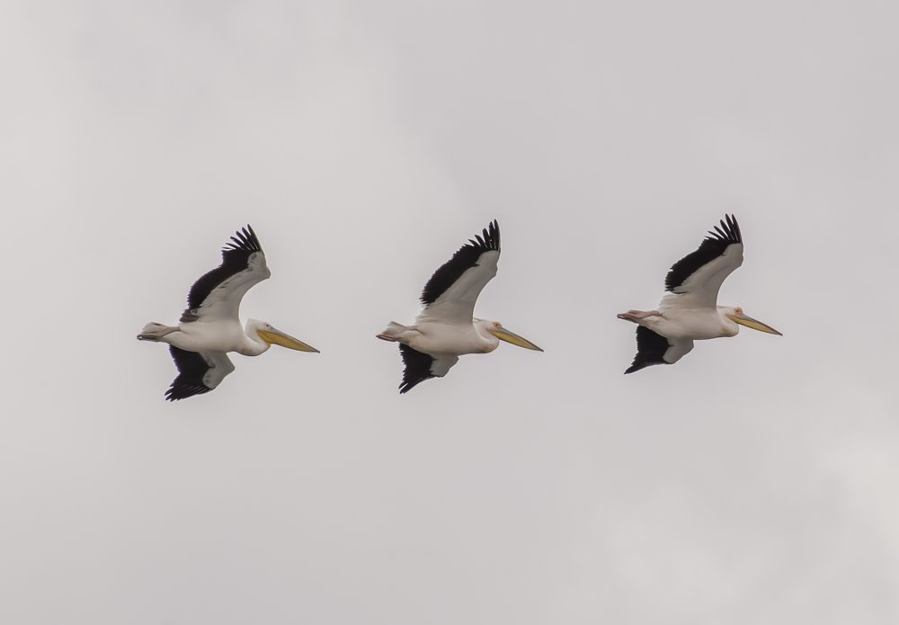 Photograph by Bayazidi Michael