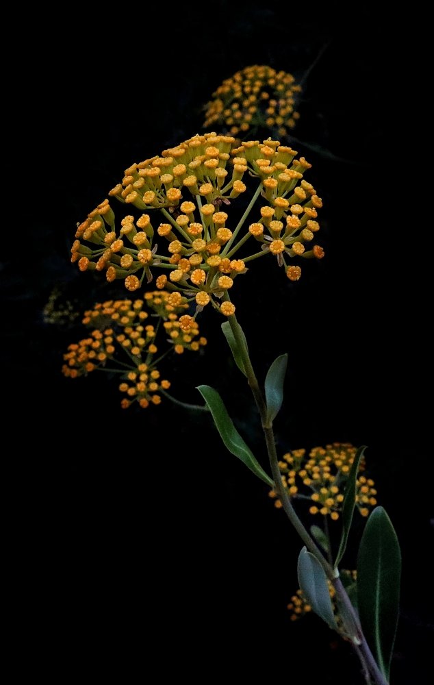 Photograph by Ирина Шумкова