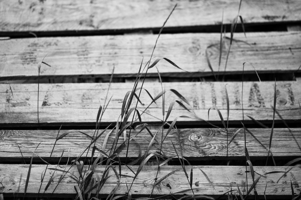 Photograph by Антонина Вишневская