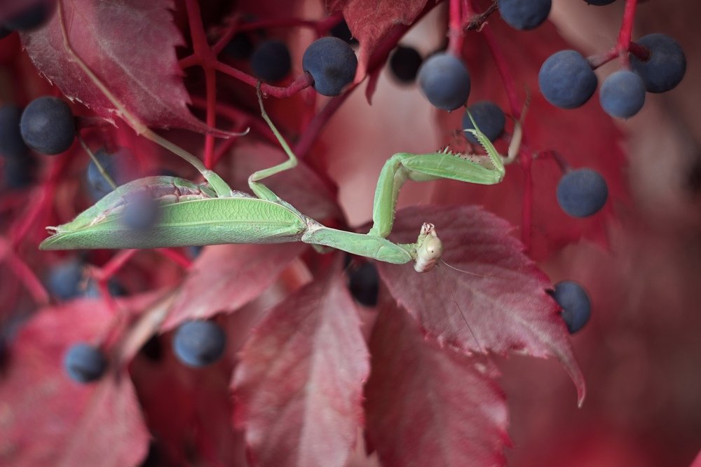 Macro photography of mantis