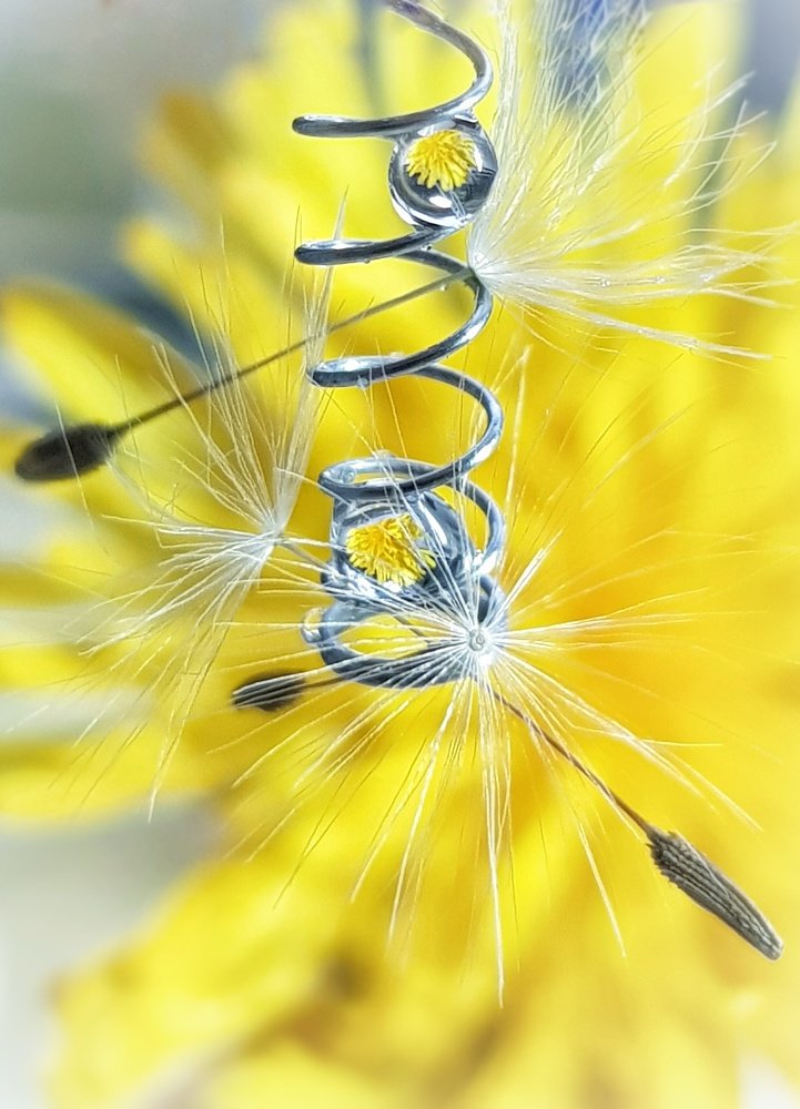 Одуванчики в каплях дождя