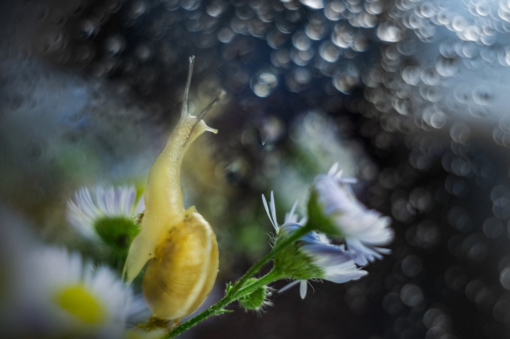 Улитка и дождь за окном.