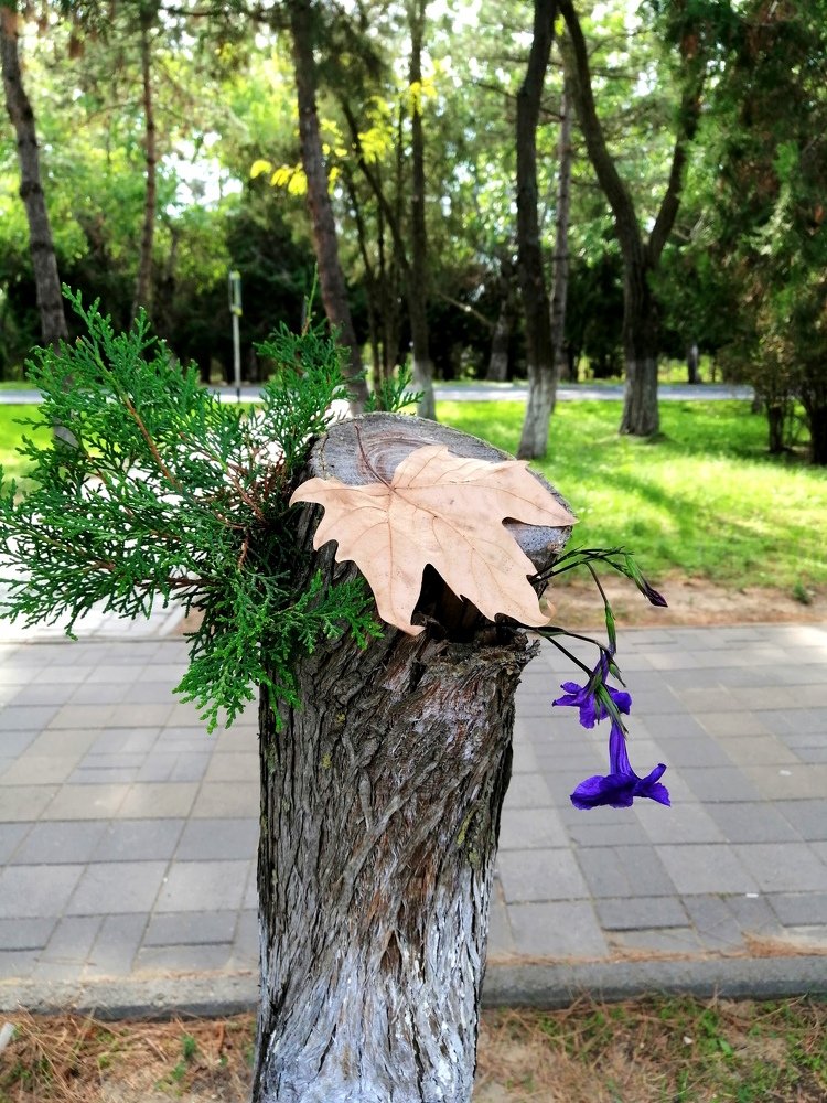 Запах осени