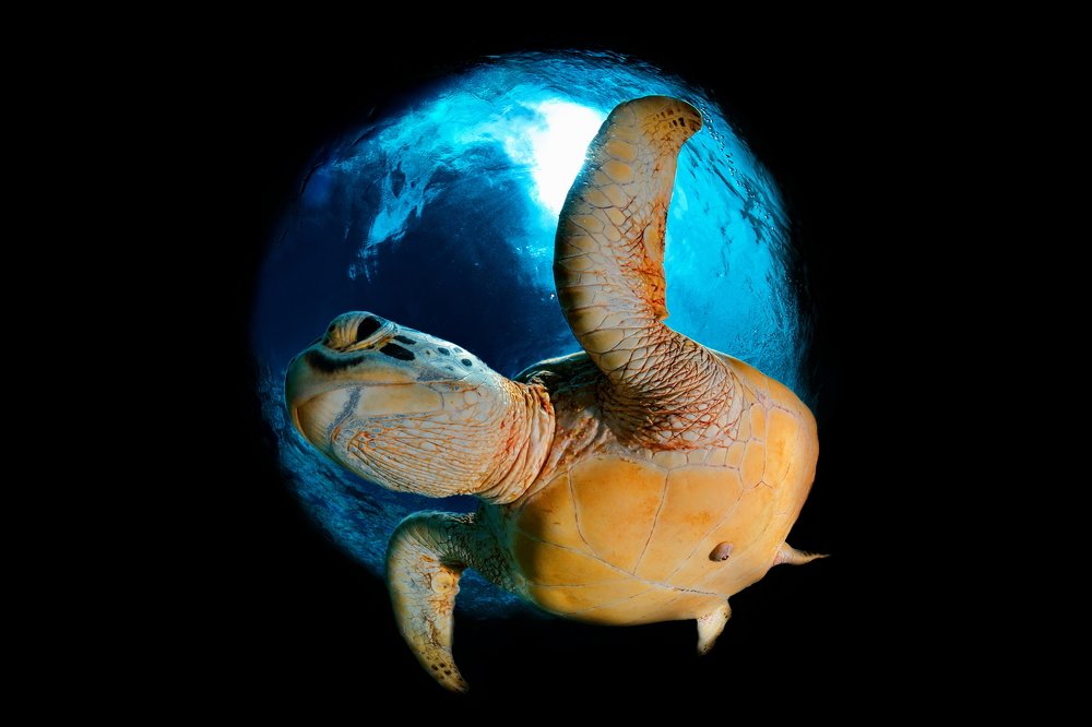 Photograph by Ferenc Lorincz ifj.