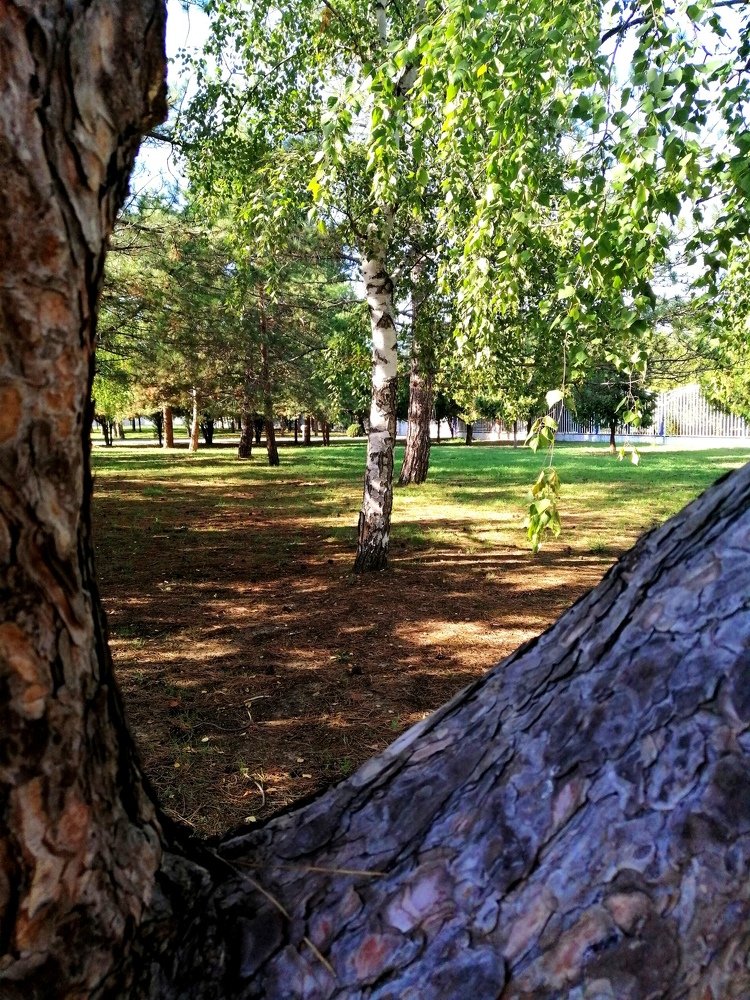 В объективе осень.