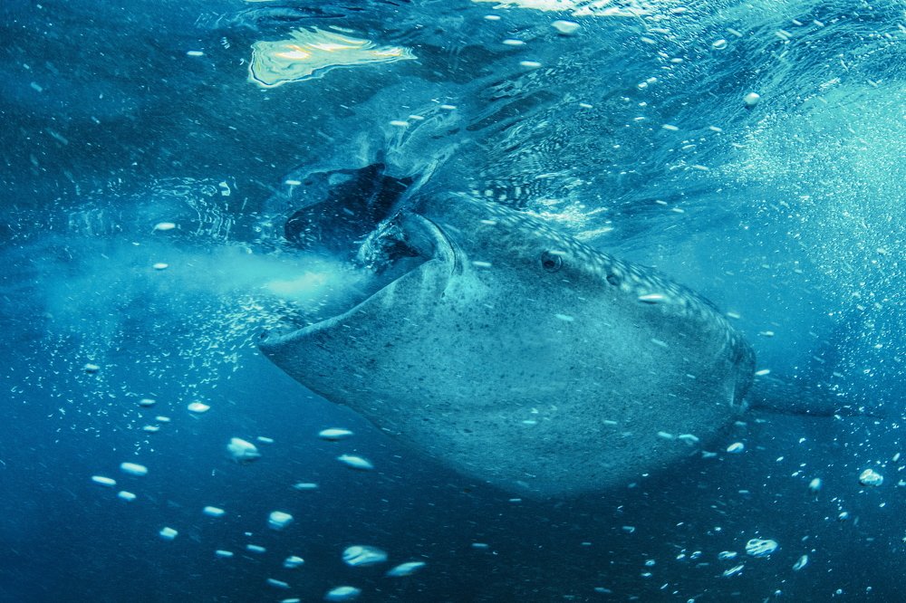 Photograph by Ferenc Lorincz ifj.