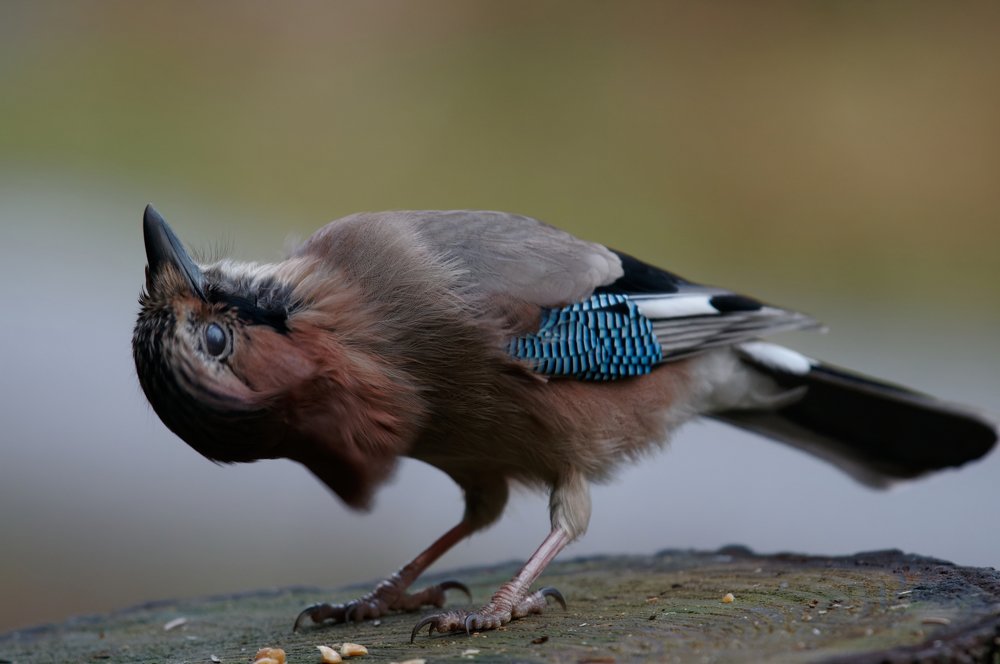 А вам слабо !