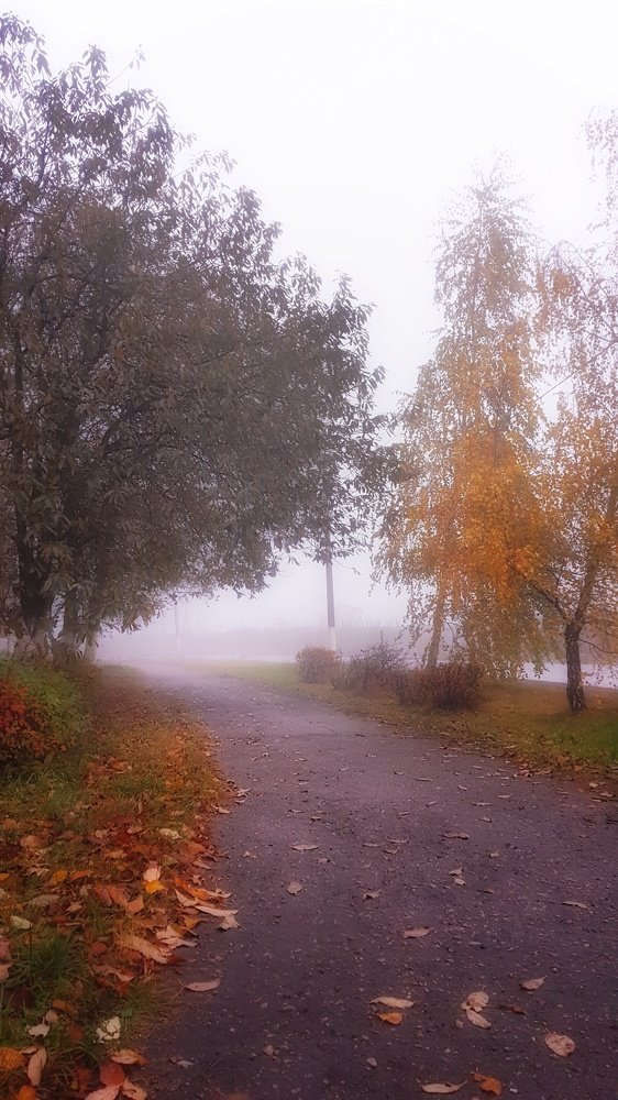 Туманное утро