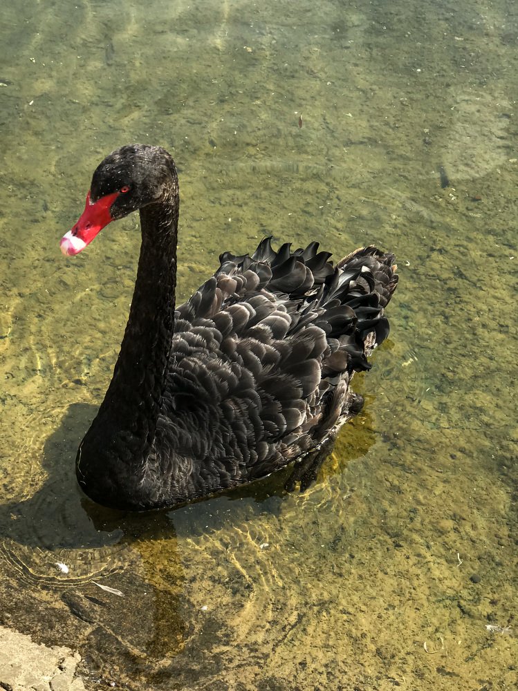 Одинокий лебедь