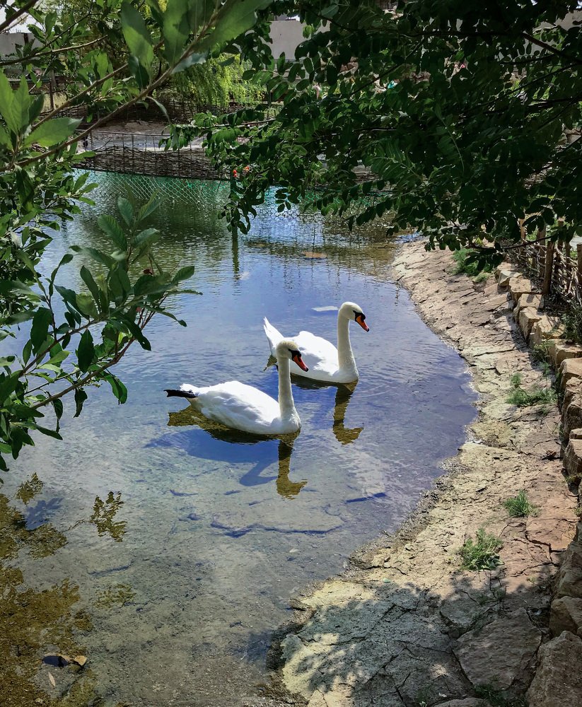 Лебединая пара