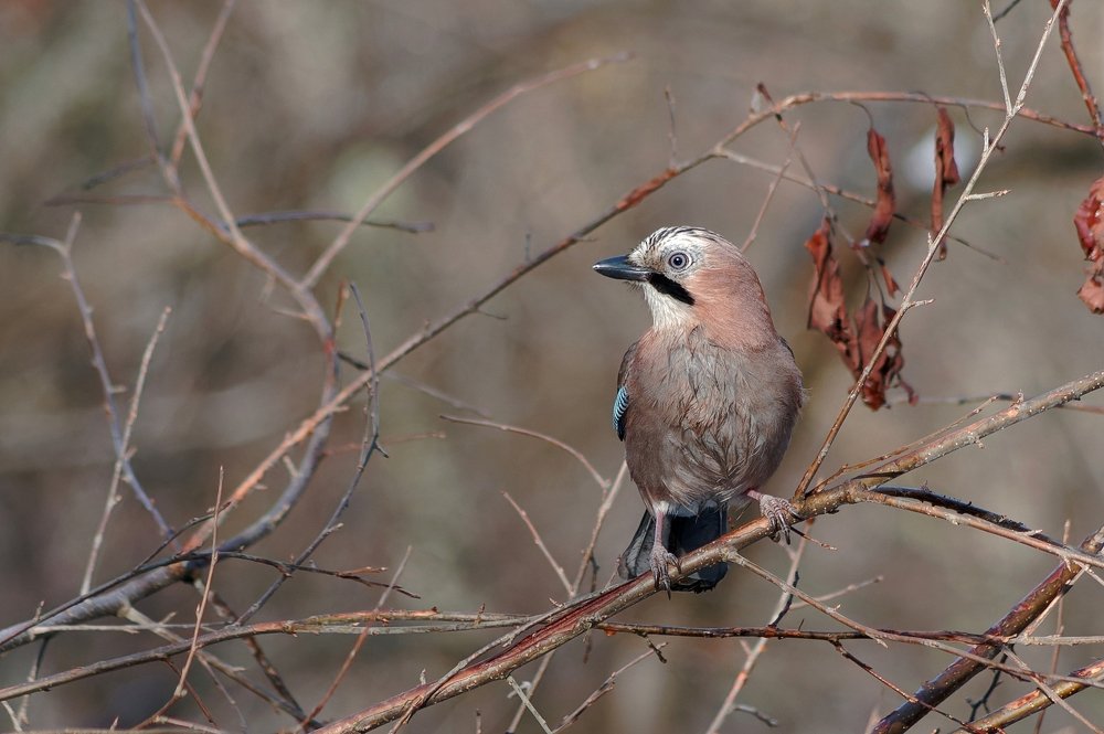 Photograph by Алексей Долженко