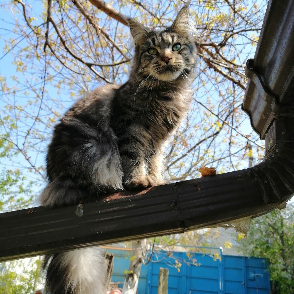 Дневной дозор