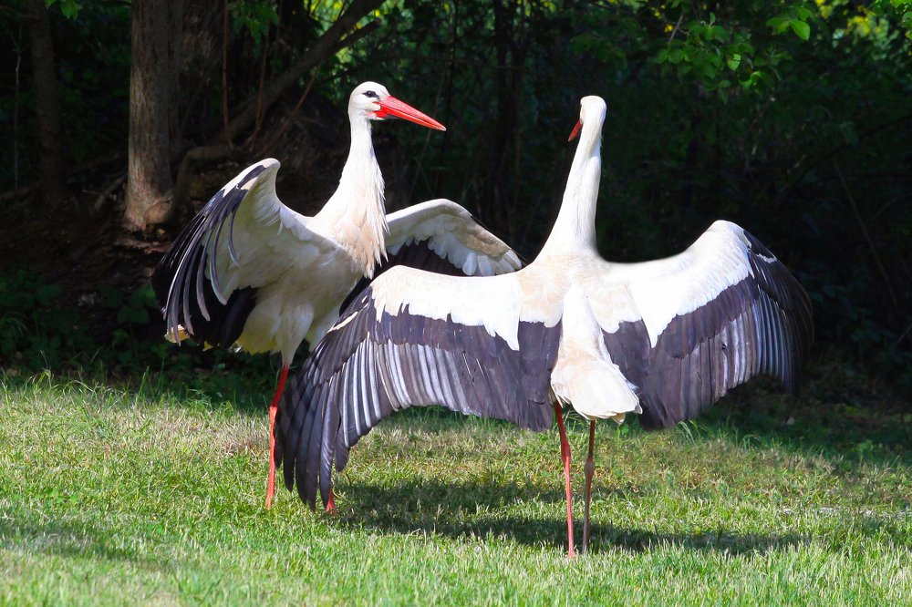Весенний танец. The spring dance.