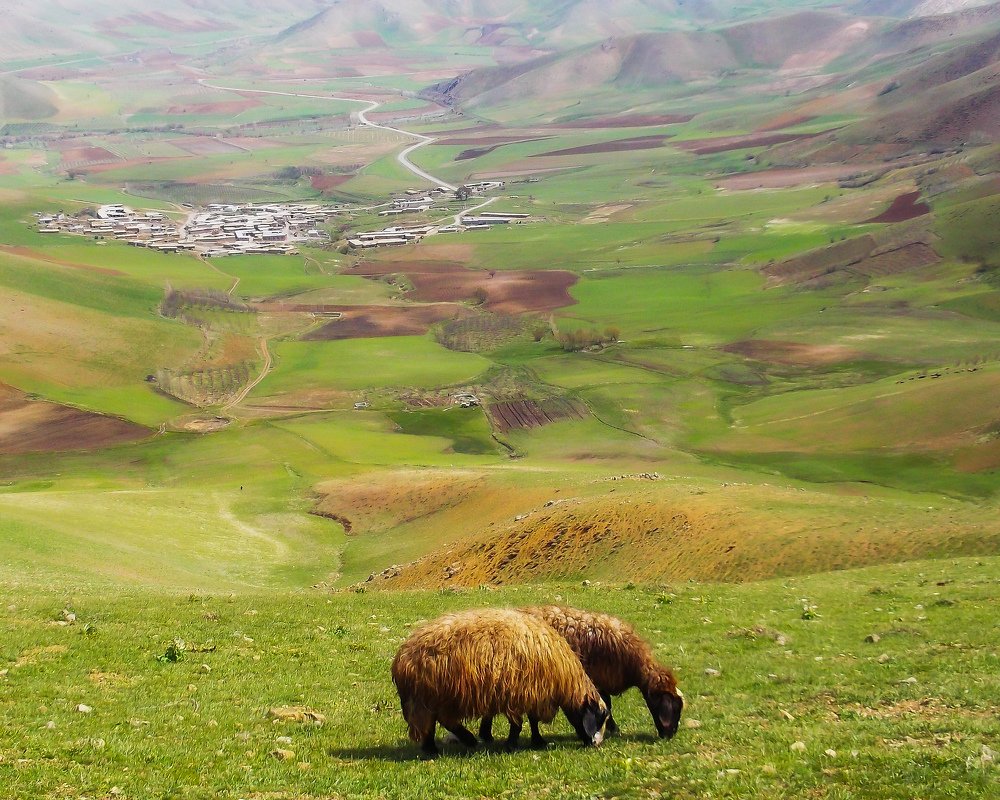 Фотография автора Alipour mohammad