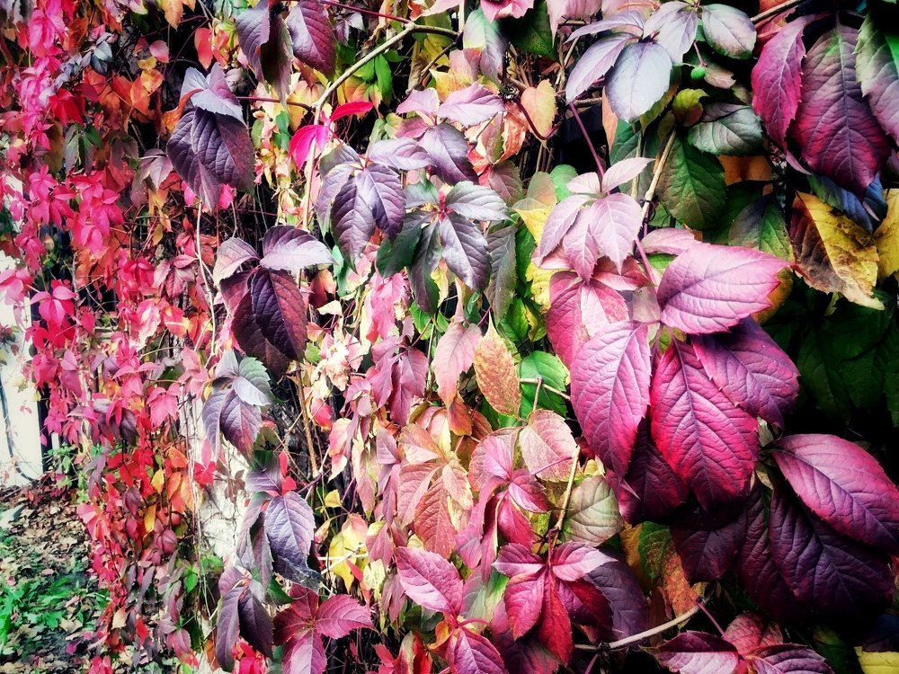 Photograph by Рыжик Алёна