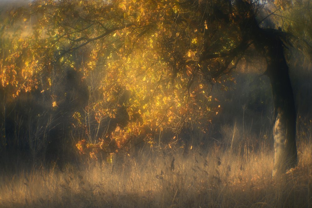 Фотография автора Игорь Баранов