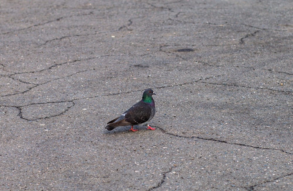 Фотография автора Тамара Нижельская