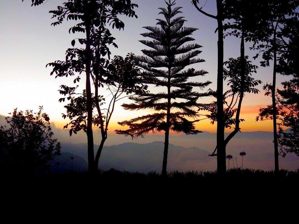 HEALERS IN NATURE FORM