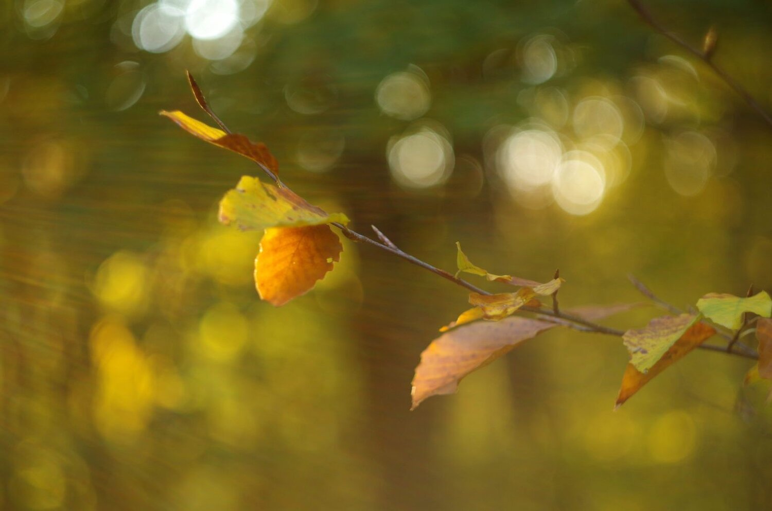 Photo #5126714