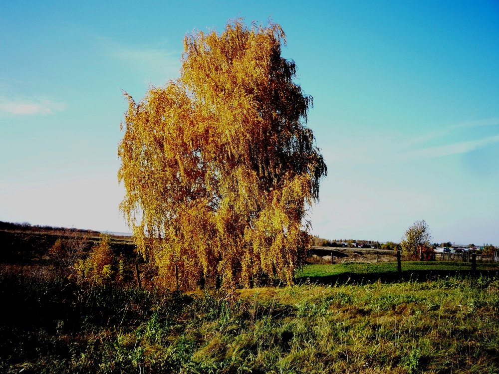 Photo #5126722
