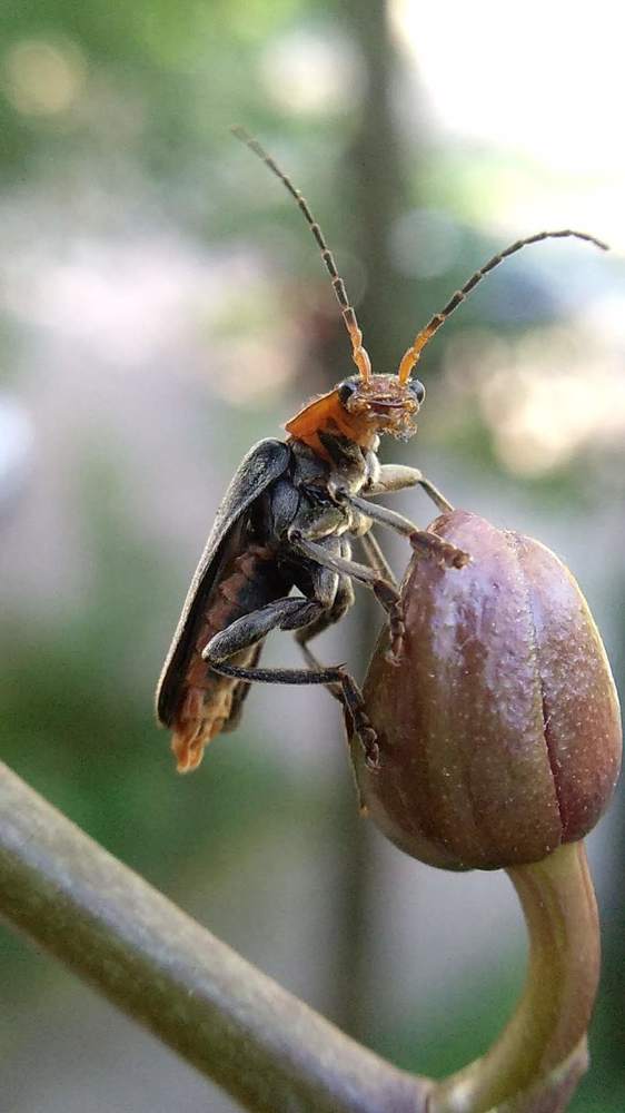 Фотография автора Марина Алексеевская