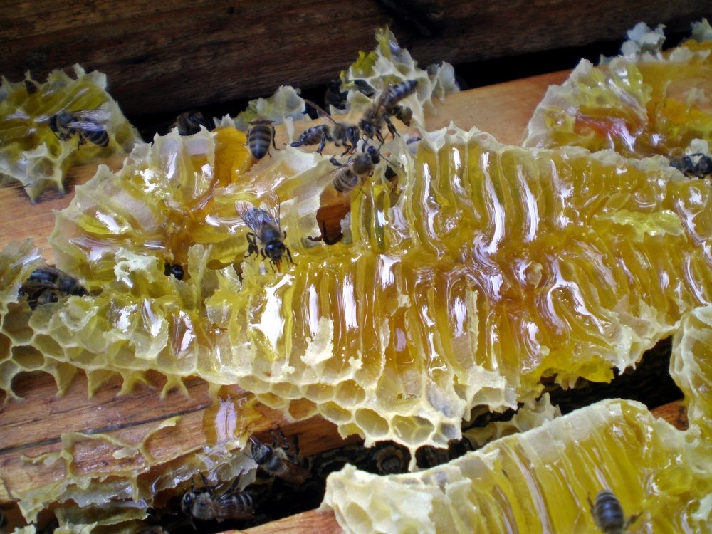 Пчелы на сотах
