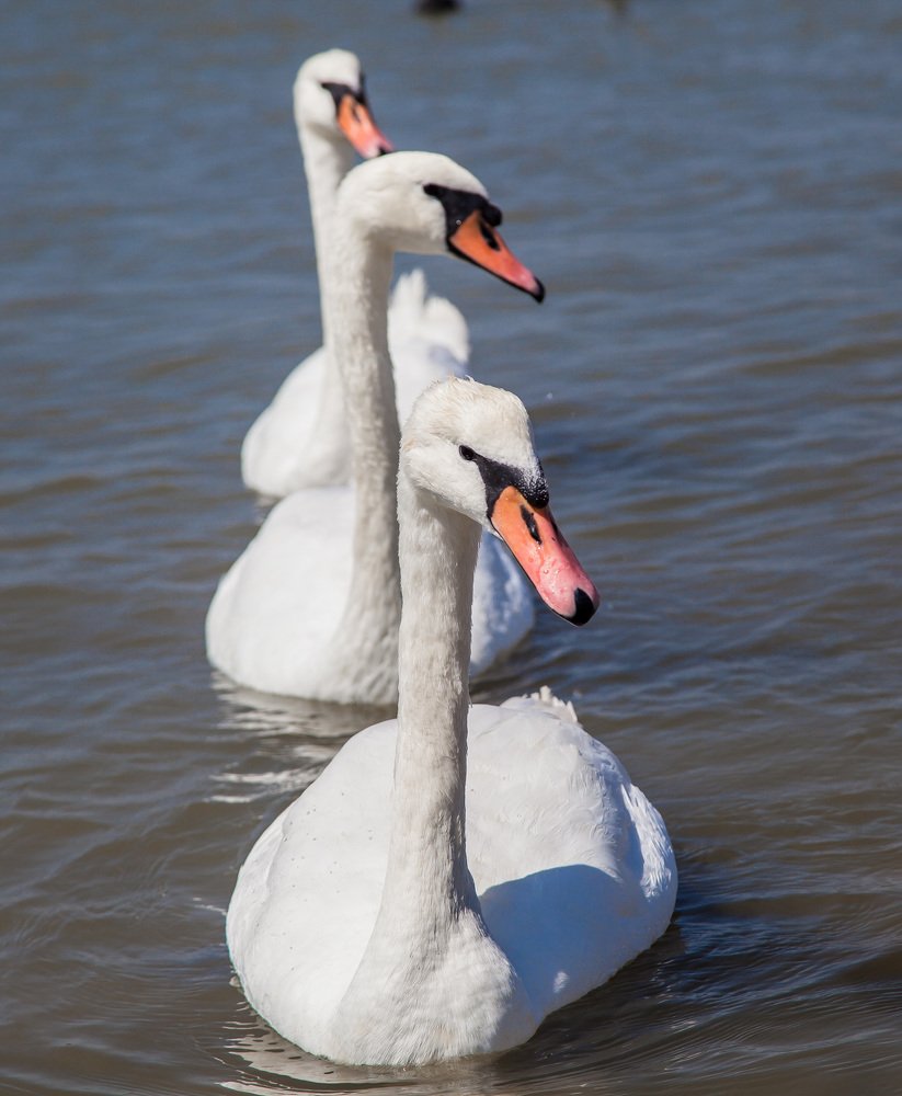 Dance of the little swans
