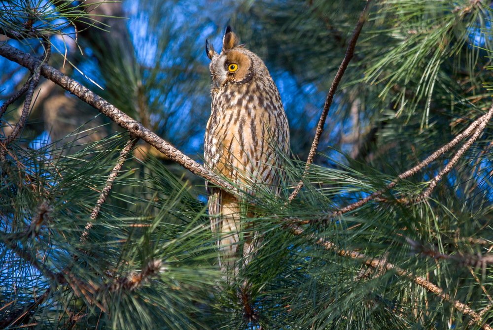 Сова   ушастая