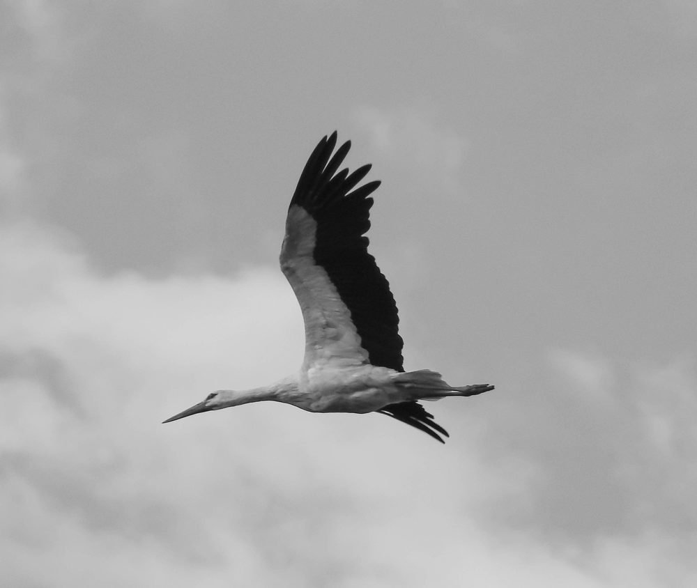 Photograph by Диана Бородзе