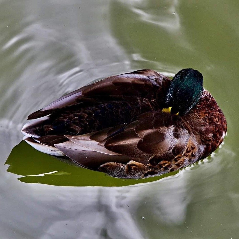 Photograph by Gisela Nunes